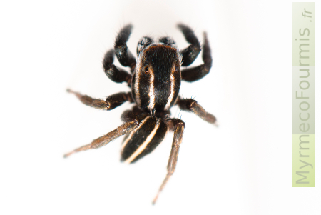 Araignée sauteuse noire à bandes blanches.