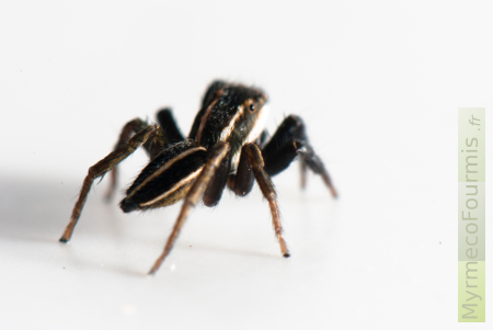 Araignée sauteuse noire à bandes blanches.