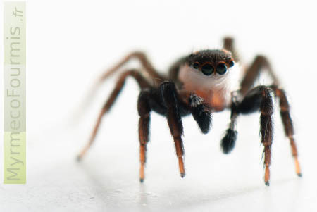 Phlegra bresnieri, une petite araignée sauteuse noire et blanche, macro sur fond blanc.