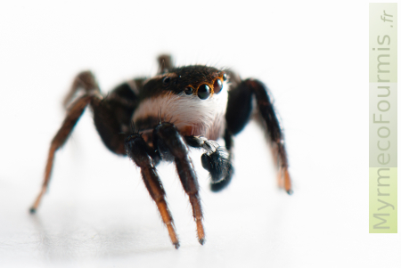 Phlegra bresnieri, une petite araignée sauteuse noire et blanche.