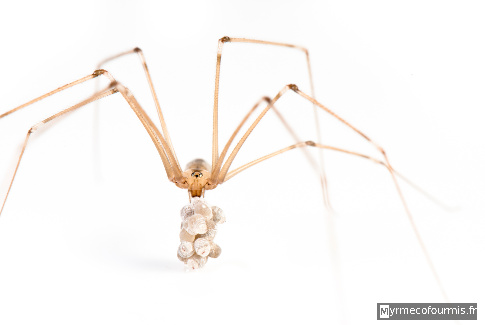 Pholcus phalangioides, pholque vu de face, les pholques sont des araignées vues dans les coins des maisons et au plafond.