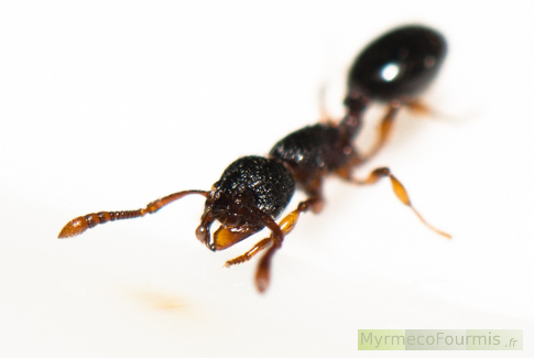 Cette pauvre fourmi se voit malgré elle contrainte de transporter un petit acarien, fixé à sa mandibule droite... JPEG - 75.2 ko