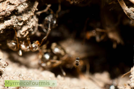 Phoridée parasite de fourmis