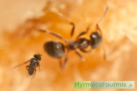 Ces diptères sont des parasites de fourmis, les larves se développent dans l'abdomen des fourmis.