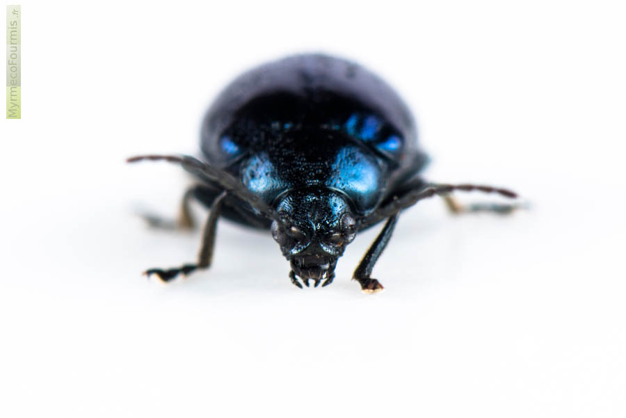 Gros plan sur la tête d’Agelastica alni, la chrysomèle bleue de l’aulne à reflets métallisés. Coléoptère de la famille des Chrysomelidae. JPEG - 209.1 ko