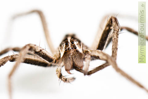 Macrophotographie d'une araignée avec un gros plan sur les yeux.
