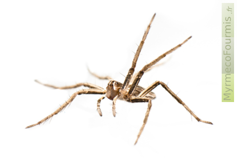 Macrophotographie de l'araignée patineuse levant ses pattes avant.