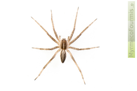 Une photographie macro de l'araignée patineuse ou Pisaura mirabilis.