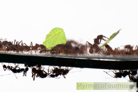 Les fourmis champignonnistes transportent des fragments de feuilles le long de grandes pistes qui s'étendent du nid à la source de nourriture.