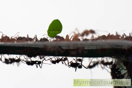 Des fourmis coupeuses de feuilles ramènent des feuilles découpées le long d'une piste chimique.