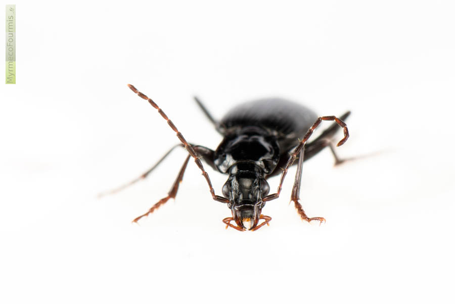 Photo d'un coléoptère Carabidae (famille des carabes) vu de face sur fond blanc. Il s'agit de Platynus assimilis, synonyme de Limodromus assimilis. C'est un petit carabe noir avec les extrémités des pattes, antennes et palpes brun ou roux.