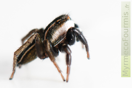 Phlegra bresnieri, une araignée sauteuse noire et blanche.