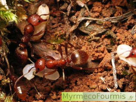 Des fourmis esclavagistes dans une fourmilières de fourmis parasitées. Sur cette macrophotographie, on voit deux fourmis rouges esclavagistes de l'espèce Polyergus rufescens tenir entre leurs mandibules des cocons et des larves de fourmis du genre Formica. Lyon, France.