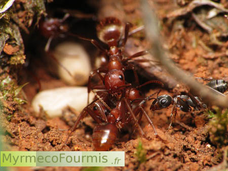 Photographie macro montrant deux fourmis de couleur rouge appartenant à l'espèce Polyergus rufescens, des fourmis escalavagistes, et une fourmi noire et rousses de l'espèce Formica rufibarbis.