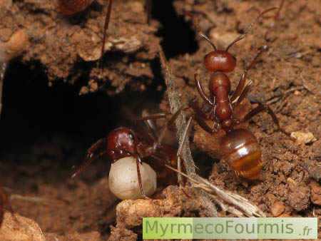 Polyergus rufescens, fourmis esclavagistes de France