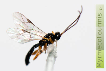 Photographie d'une guêpe parasite d'araignées dans une collection d'entomologie. Polysphincta sp est une petite guêpe de la famille des ichneumonidae, cet insecte vit fixé sur les araignées lorsqu'il est à l'état larvaire.
