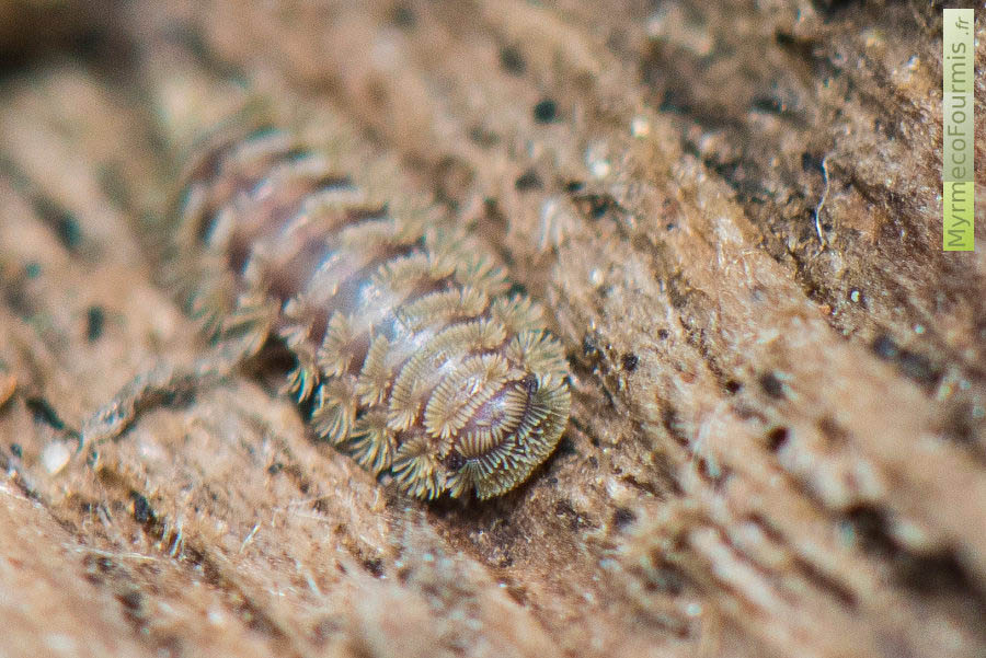 Un petit Polyxenidae, myriapode diplopode, pris en photo sur une branche morte à Paris. JPEG - 715.1 ko