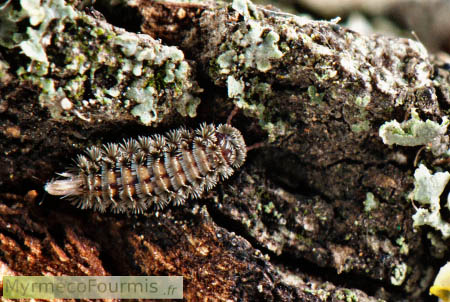 Un petit mille-pattes de la famille des Polyxenidae, avec un corps multicolore et des poils blancs à l'arrière, sur l'écorce d'un arbre avec mousses et lichens.