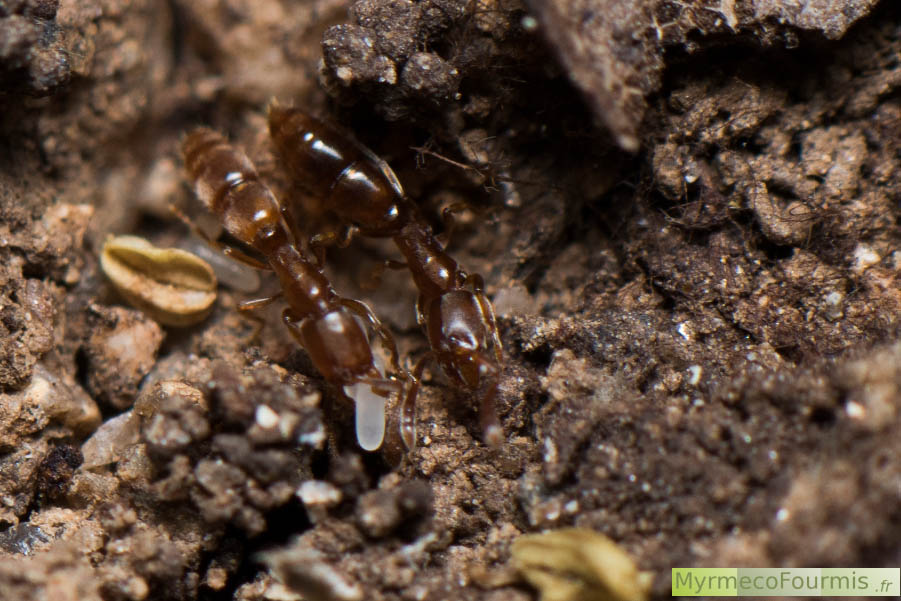 Deux ouvrières de l'espèce Ponera testacea prennent soin des oeufs de la colonie dans une fourmilière de Corse. Les ouvrières sont de couleur brune.