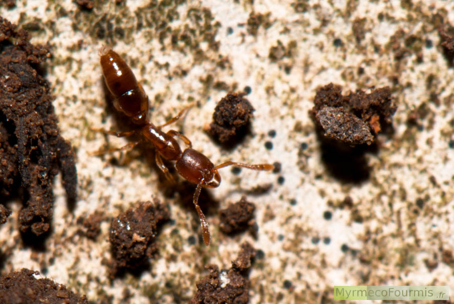 Ponera testacea en Ardèche. Une ouvrière brune rougeâtre dans sa fourmilière, sous une pierre. Ponerinae.