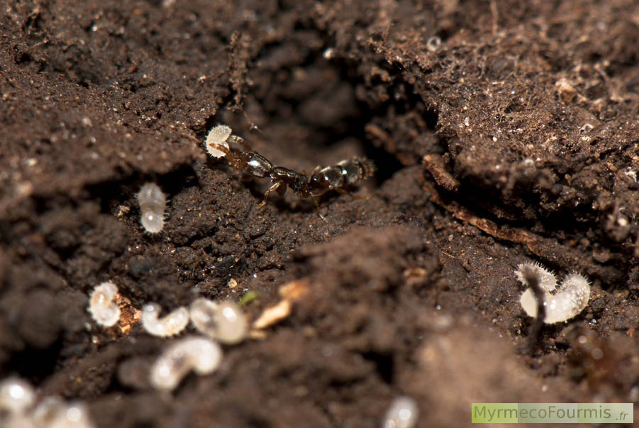 Une fourmi ouvrière de l'espèce Ponera testacea soigne des larves dans une fourmilière. Fourmi de la sous-famille des Ponerinae, Ardèche, Juin 2012.