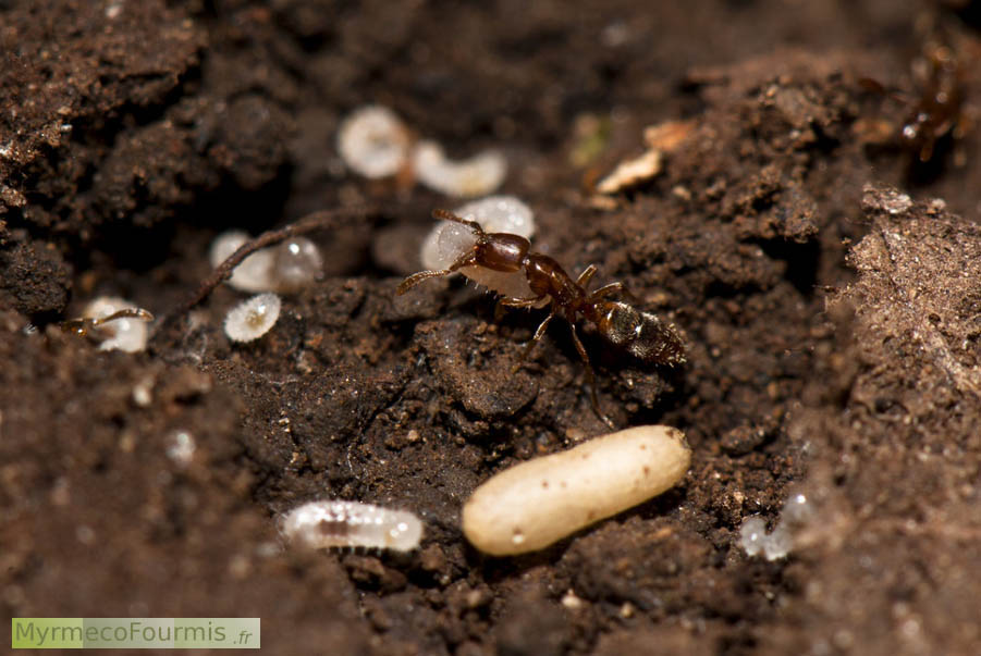Ponera testacea, fourmi ouvrière de couleur brune entourée de larves et de cocons de fourmis. Fourmi d'Ardèche.