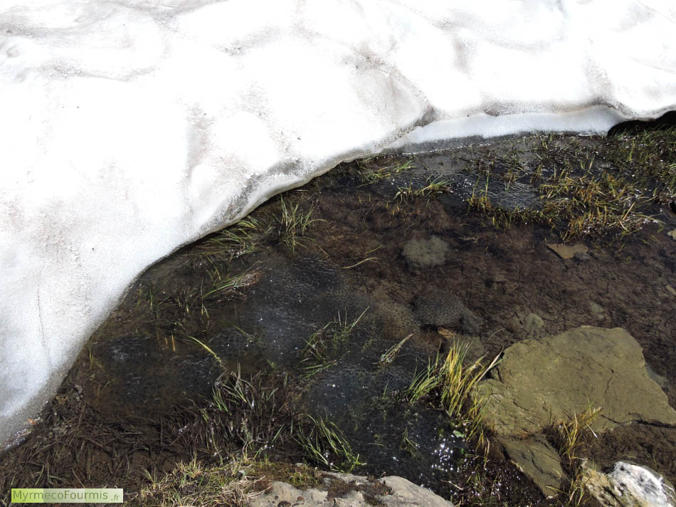 Photographie de tas d'oeufs de grenouilles rousses dans un ruisseau formé par la fonte des névés. Les oeufs appartiennent à la grenouille rousse Rana temporaria. Montagne, France, Alpes, col de Chésery.