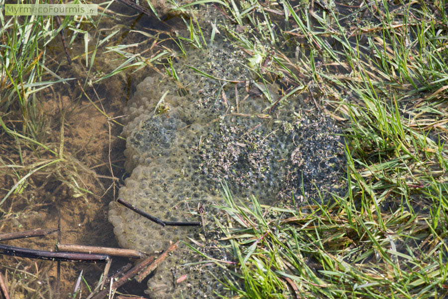 Plusieurs tas d’oeufs issus d’une ponte de grenouilles rousses (Rana temporaria), dans une mare. Les pontes sont posées sur le fond de la mare dans les zones peu profondes, collées les unes aux autres. JPEG - 922.2 ko