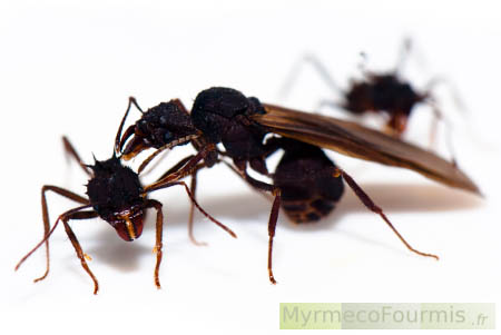Photographie d'une princesse fourmi champignonniste en compagnie d'autres fourmis ouvrières.
