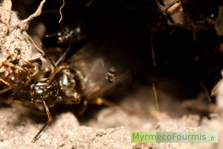 Pseudacteon, une minuscule mouche brune parasite de fourmis, volant à l'entrée d'une fourmilière de fourmis noir des jardins Lasius sp durant un essaimage de fourmis volantes.