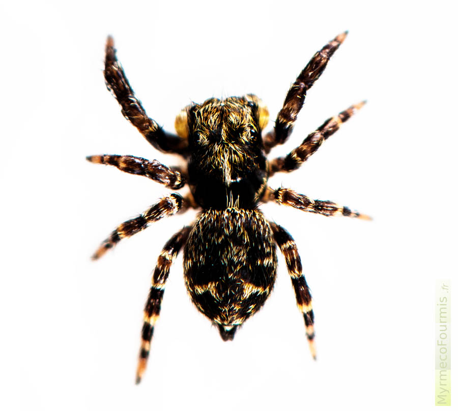 Une araignée sauteuse de l'espèce Pseudeuophrys erratica, mâle, avec une bande de poils à l'arrière de la tête (céphalothorax).