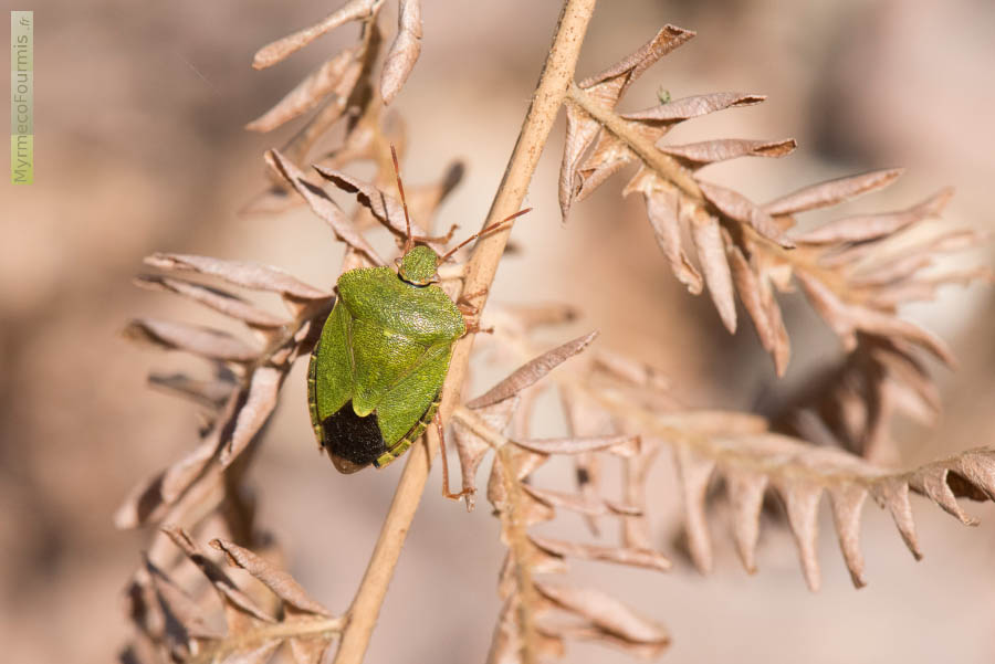 Punaise verte (hémiptère, hétéroptère, Pentatomidae, Palomena prasina) avec l'arrière de l'abdomen sombre et les antennes rougeâtres, sur une feuille de fougère morte en forêt d'Adainville, Yvelines, Île-de-France.