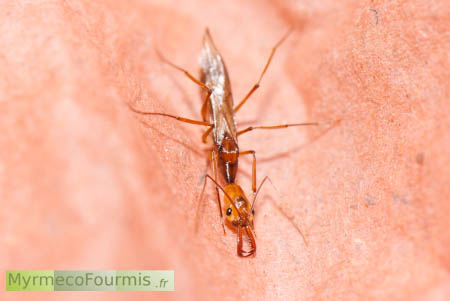 Princesse fourmi ailée d'une espèce subtropicale spécialisée dans la capture rapide de proies.