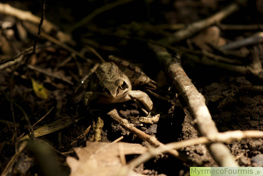 Photographie en gros plan d'une grenouille agile (Rana dalmatina). La grenouille agile se camoufle très bien sur le sol des forêts, son milieu de vie privilégié. Photographie réalisée au marais de Lavours, dans le département de l'Ain.