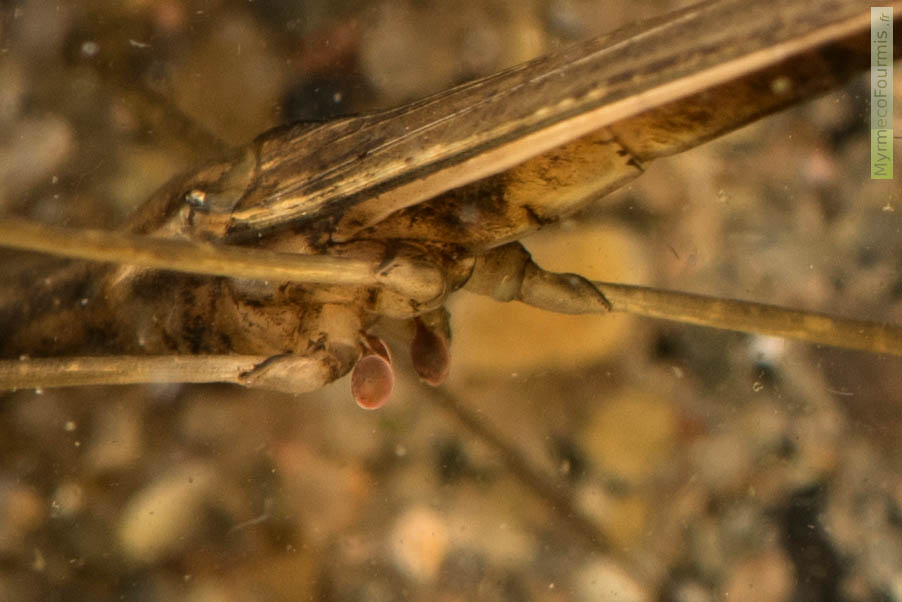 Photo macro d’un groupe d’acariens du genre Hydrachna, parasites à l’état larvaire, fixés sur les coxa (début des pattes) d’une punaise aquatique. Ranâtre, Ranatra linearis. JPEG - 524.4 ko