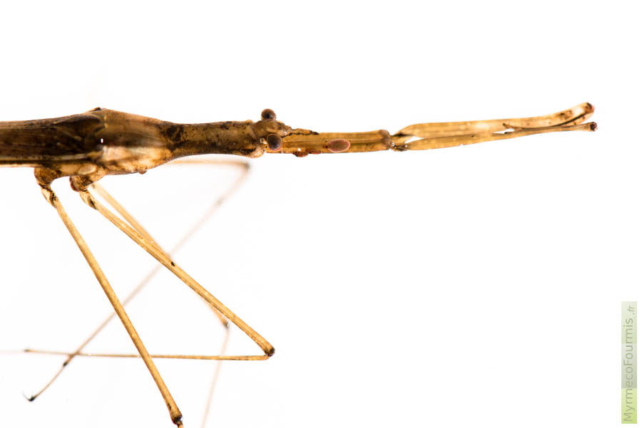 La Ranâtre, Ranatra linearis, possède des pattes ravisseuses qui lui permettent d’attraper les proies qui passent à sa portée et de les ramener vers son rostre de type piqueur-suceur avec lequel elle perce la cuticule de ses proies et aspire leur contenu. Cet insecte est une punaise aquatique de la famille des Nepidae. JPEG - 154.6 ko