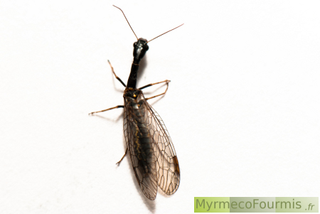 Raphidie, raphidioptère ou mouche à long coqu vue de dessus.