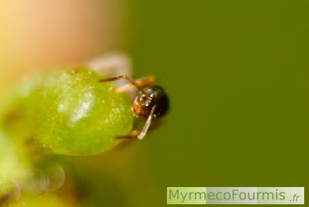Une fourmi récolte du nectar sur un arbuste