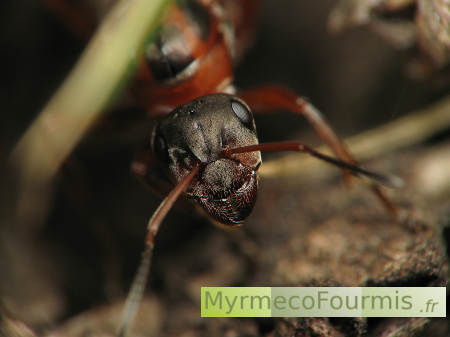 Une fourmi ailée ou princesse de l'espèce Formica rufibarbis qui deviendra une reine après l'essaimage.