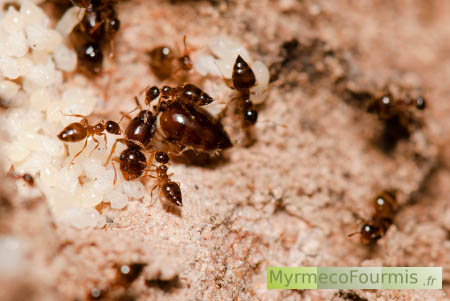 Reine fourmi est nymphes