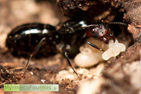 Reine fourmi Camponotus lateralis et ses oeufs, larves et cocons.
