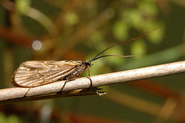 Un insecte de l'ordre des trichoptères, posé sur une branche.