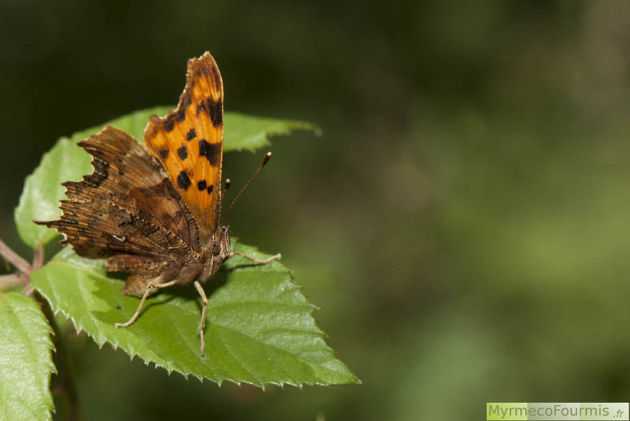 Papillon à quatre pattes de la famille des Nymphalidae. Robert le diable ou Polygonia c-album, papillon orange noir et brun posé sur une feuille de charme dans la forêt. JPEG - 443.5 ko