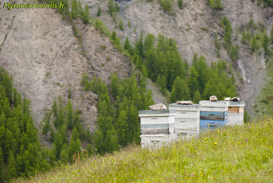 Photo d'un rucher montrant des ruches de mêmes tailles, de couleurs similaires et rapprochées, des conditions qui augmentent le nombre d'abeilles allant dans la mauvaise ruche.