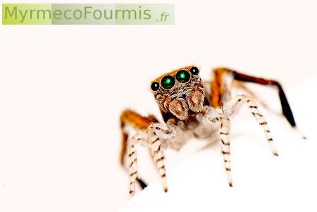 Saitis barbipes, une araignée sauteuse colorée avec des pattes oranges, blanches et noires et des yeux verts.