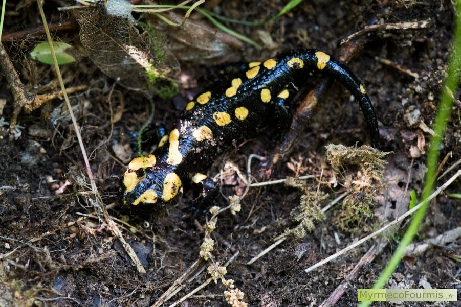 Photo d’une Salamandre de corse. Son nom scientifique est Salamandra corsica, cette salamandre vit exclusivement en Corse où elle est la seule espèce de salamandre présente. JPEG - 778.8 ko
