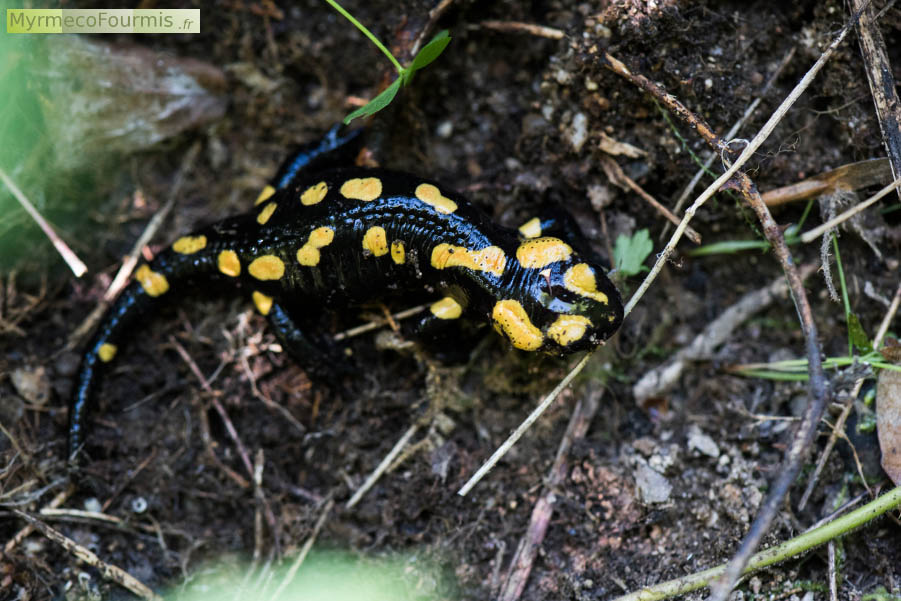 Photographie en gros plan vu de dessus d'une salamandre de Corse (Salamandra corsica), une espèce de salamandre proche de la salamandre noire des alpes. Il s'agit de la seule espèce de salamandre présente en Corse, d'où elle est endémique.