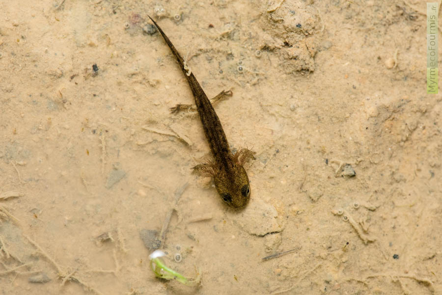 Larve de salamandre tachetée Salamandra salamandra, juvénile en phase aquatique, avec les branchies apparentes mais peu développées, un corps sombre, des pattes larges et des taches blanches à la base des pattes. JPEG - 612.9 ko