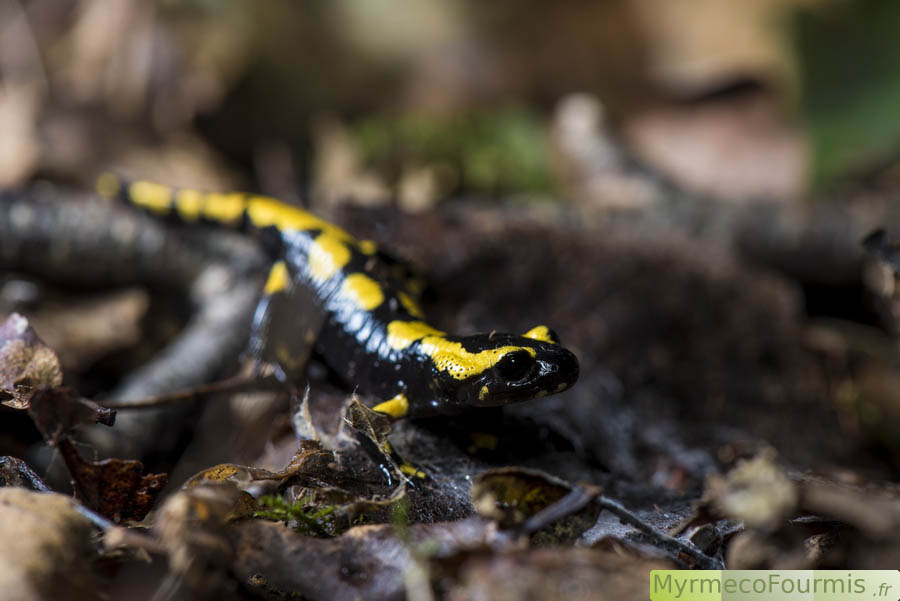 Salamandre tachetée, Salamandra salamandra, observée dans une forêt de la région Parisienne, près de Marne-la-vallée. Photographie macro, gros plan sur la tête, photo de trois quart.
