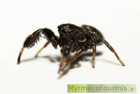 Araignée sauteuse (Salticidae), de l'espèce Sibianor aurocinctus